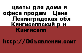 цветы для дома и офиса продам › Цена ­ 200 - Ленинградская обл., Кингисеппский р-н, Кингисепп   »    